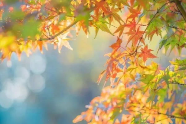 秋意漸濃，可以讓家中更具空靈通透感